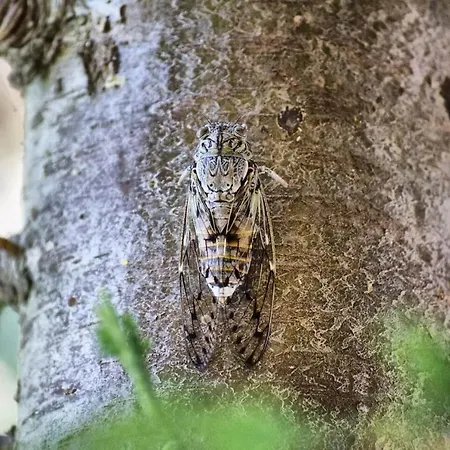 Traditional Mandola Livathos (Kefalonia)
